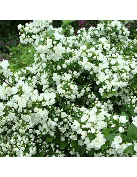 Philadelphus Jaśminowiec Manteau d'Hermine