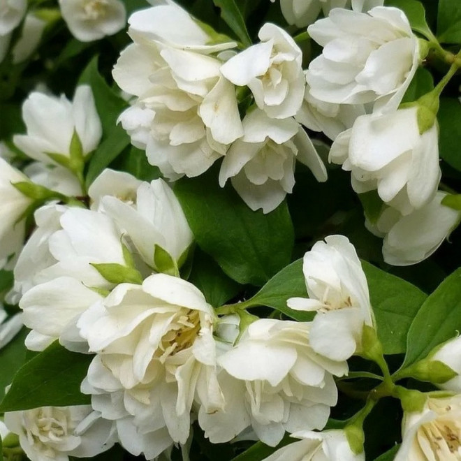 Manteau d'Hermine Philadelphus Jaśminowiec