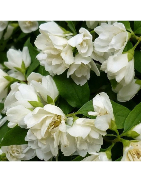 Manteau d'Hermine Philadelphus Jaśminowiec