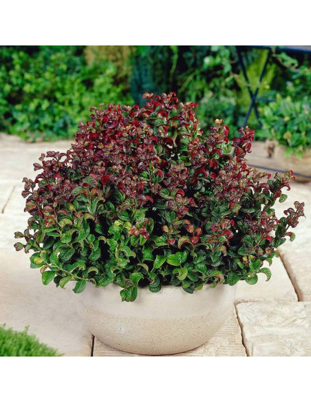 Kiścień axillaris Curly Red PBR Leucothoe axillaris