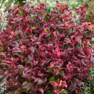 Kiścień axillaris Curly Red PBR Leucothoe axillaris 2