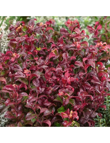 Leucothoe axillaris Kiścień axillaris Curly Red PBR