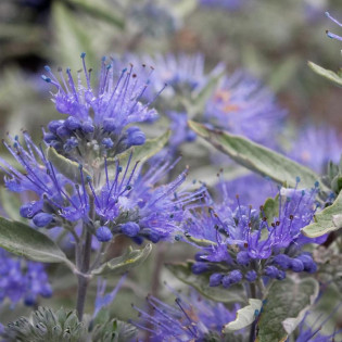 Barbula klandońska Sterling Silver PBR Caryopteris clandonensis