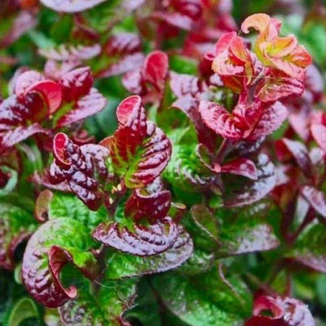 Kiścień eucothoe axillaris axillaris Curly Red PBR L