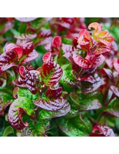 Kiścień eucothoe axillaris axillaris Curly Red PBR L