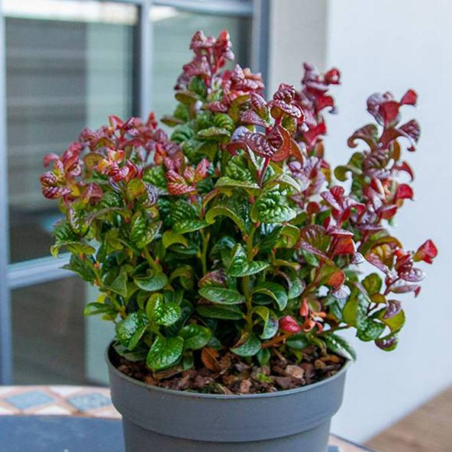 axillaris Curly Red PBR Leucothoe axillaris Kiścień