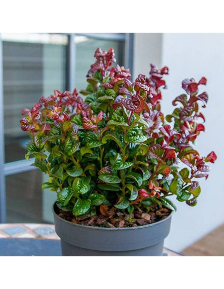 axillaris Curly Red PBR Leucothoe axillaris Kiścień