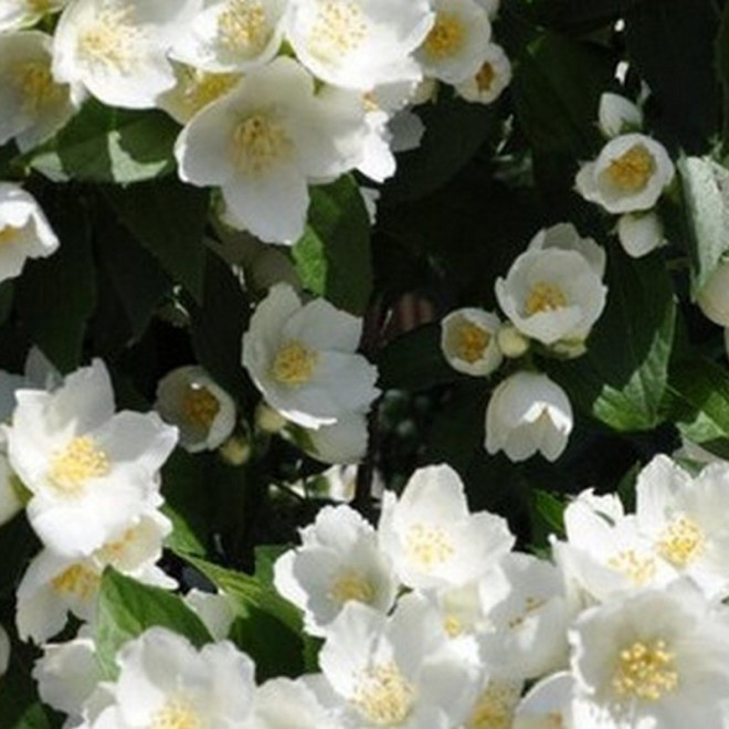 Philadelphus Jaśminowiec Lemoinei