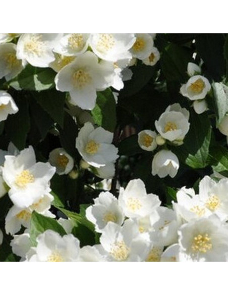 Philadelphus Jaśminowiec Lemoinei