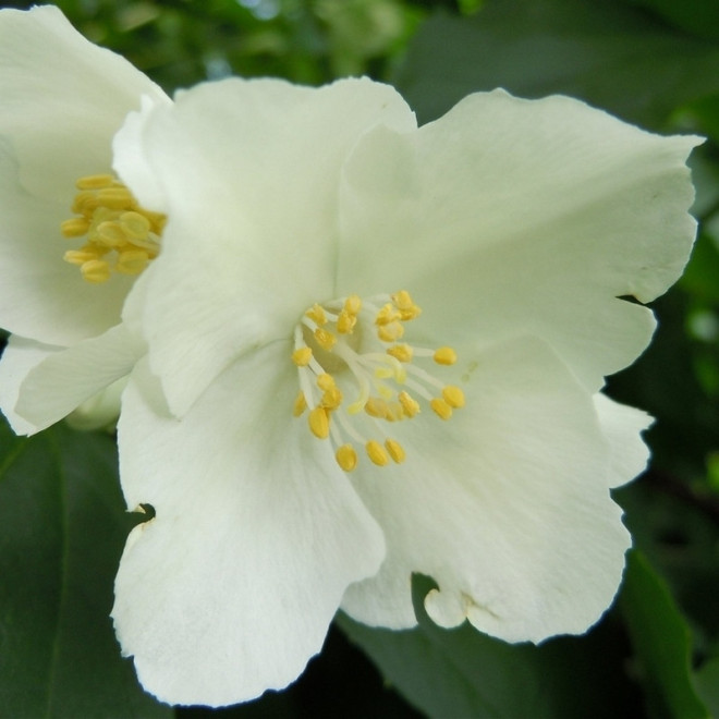 Jaśminowiec Lemoinei Philadelphus