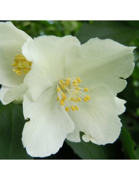 Jaśminowiec Lemoinei Philadelphus