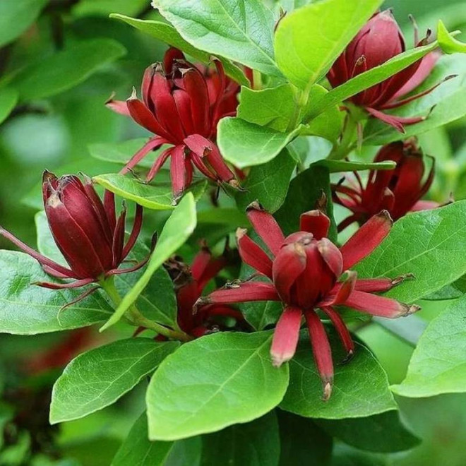 Kielichowiec wonny Calycanthus floridus