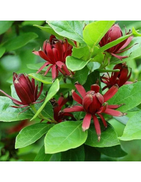 Kielichowiec wonny Calycanthus floridus