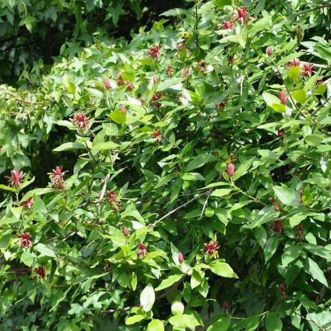 Calycanthus floridus Kielichowiec wonny
