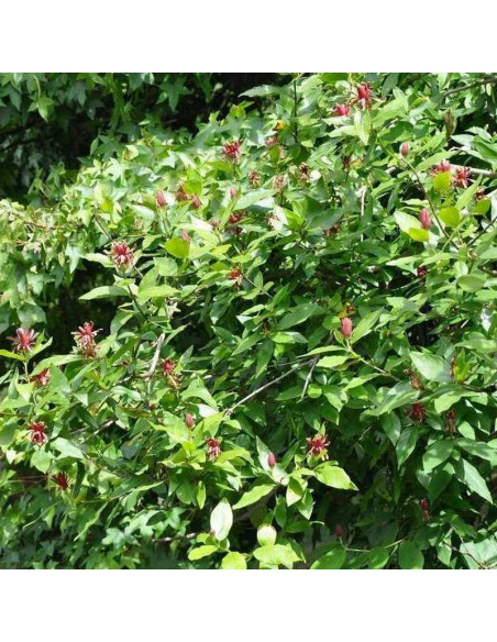 Calycanthus floridus Kielichowiec wonny