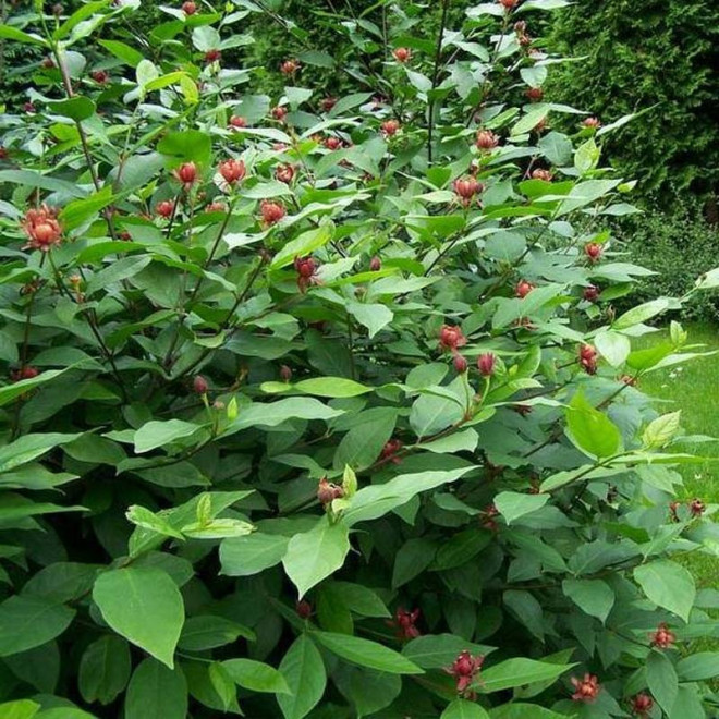 Kielichowiec wonny Calycanthus floridus