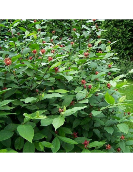 Kielichowiec wonny Calycanthus floridus