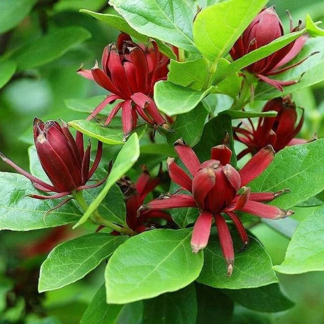 Kielichowiec wonny Calycanthus floridus