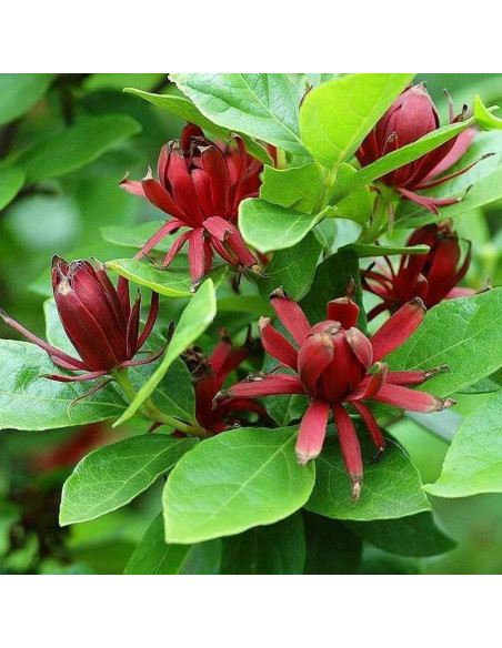 Kielichowiec wonny Calycanthus floridus