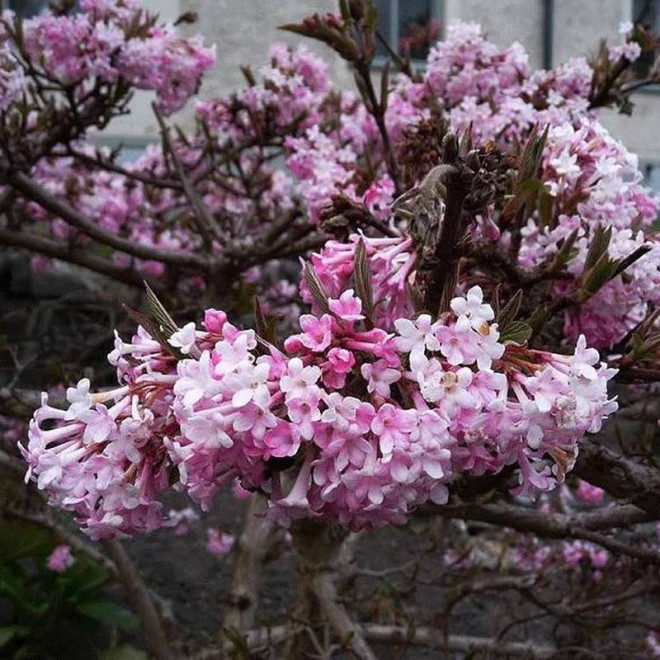 Viburnum farreri Kalina wonna December Dwarf