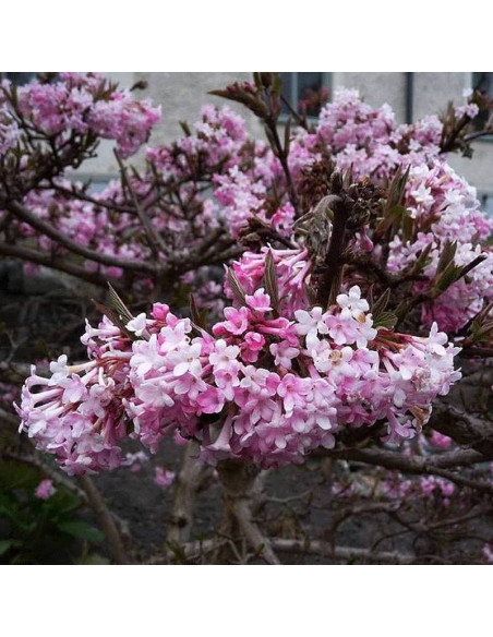 Viburnum farreri Kalina wonna December Dwarf