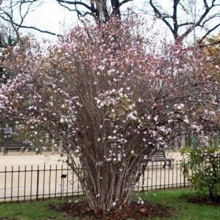 Viburnum farreri Kalina wonna December Dwarf 2