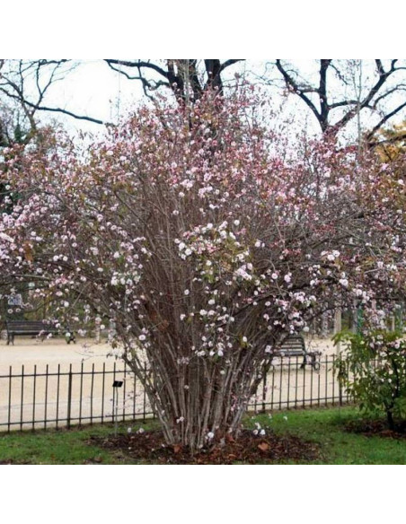 Kalina wonna December Dwarf Viburnum farreri