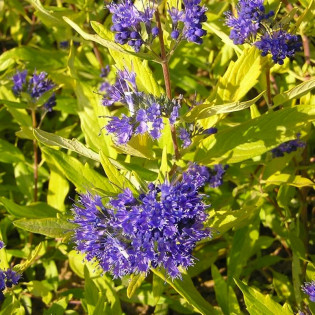 Barbula klandońska Worcester Gold Caryopteris clandonensis