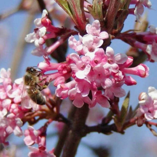 December Dwarf Viburnum farreri Kalina wonna