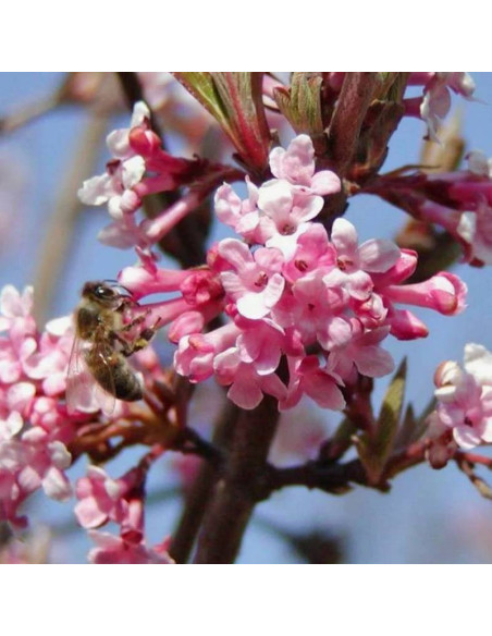 December Dwarf Viburnum farreri Kalina wonna