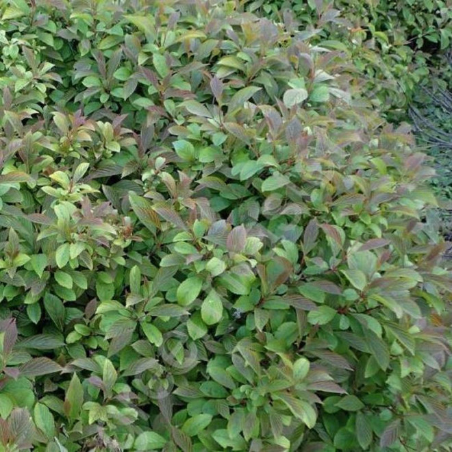 Kalina wonna  Viburnum farreri December Dwarf