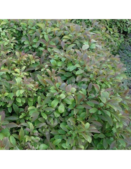 Kalina wonna  Viburnum farreri December Dwarf