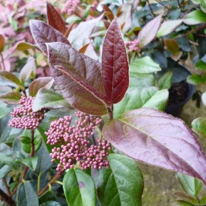 Viburnum tinus Kalina wawrzynowata Purpureum