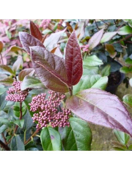 Viburnum tinus Kalina wawrzynowata Purpureum
