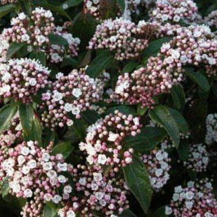 Viburnum tinus Kalina wawrzynowata Purpureum 2
