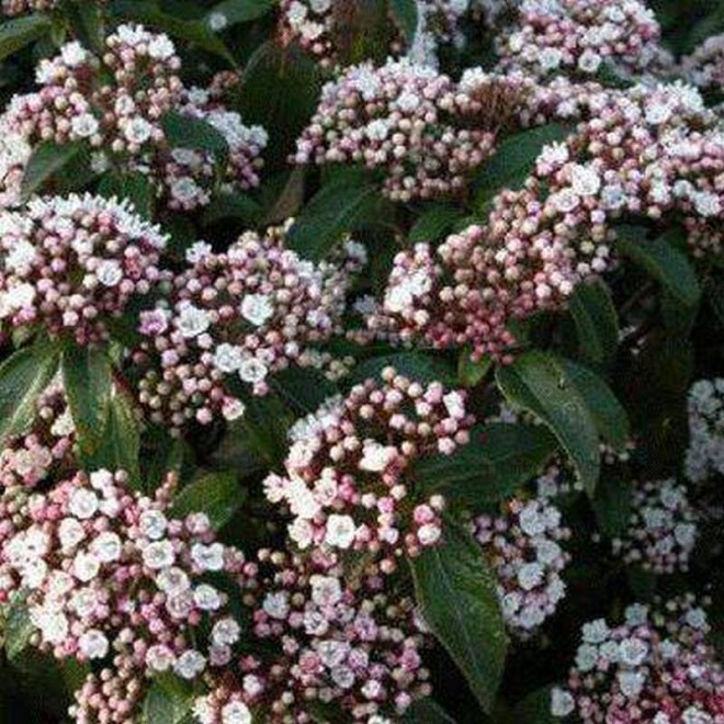 Kalina wawrzynowata Purpureum Viburnum tinus