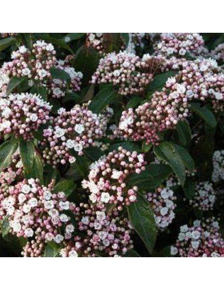Kalina wawrzynowata Purpureum Viburnum tinus