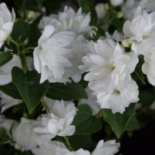 Philadelphus Jaśminowiec Frosty Morn