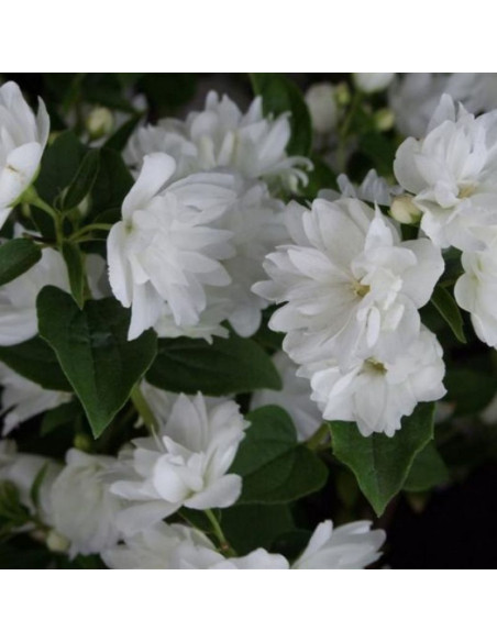 Philadelphus Jaśminowiec Frosty Morn