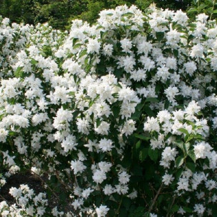 Philadelphus Jaśminowiec Frosty Morn 2