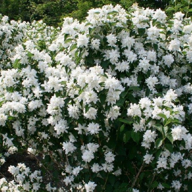 Frosty Morn Jaśminowiec Philadelphus