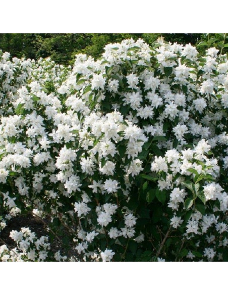 Frosty Morn Jaśminowiec Philadelphus
