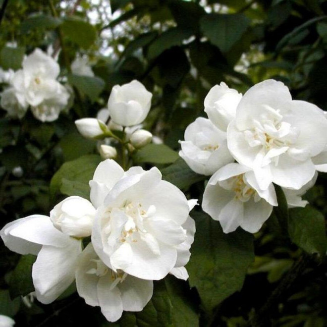 Philadelphus Jaśminowiec Dame Blanche