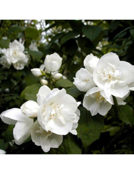 Philadelphus Jaśminowiec Dame Blanche