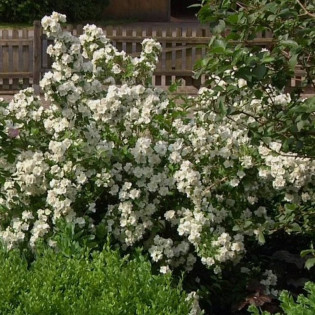 Philadelphus Jaśminowiec Dame Blanche 2
