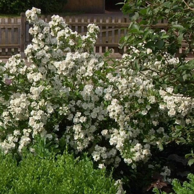 Dame Blanche Jaśminowiec Philadelphus