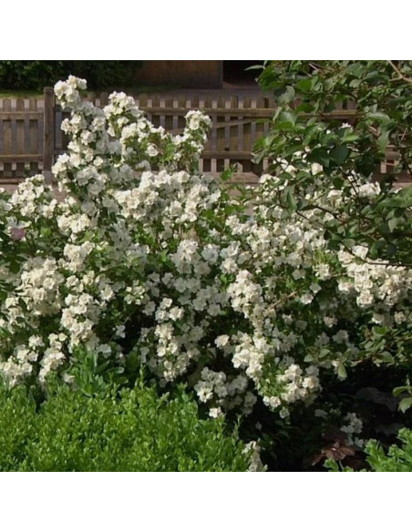 Dame Blanche Jaśminowiec Philadelphus