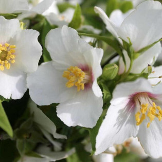 Philadelphus Jaśminowiec Belle Etoile