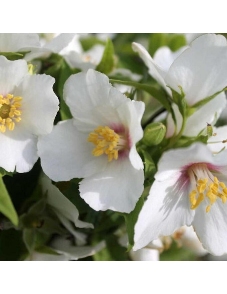 Philadelphus Jaśminowiec Belle Etoile