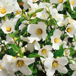 Philadelphus Jaśminowiec Belle Etoile 2